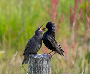 Starling feeding younger on a post