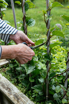 Harvesting malabar spinach