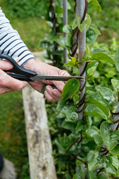 Harvesting malabar spinach