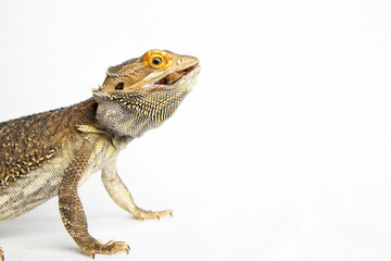 Bearded dragon lizard against a white background