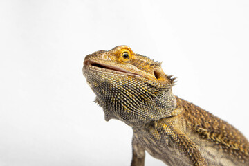 Bearded dragon lizard against a white background