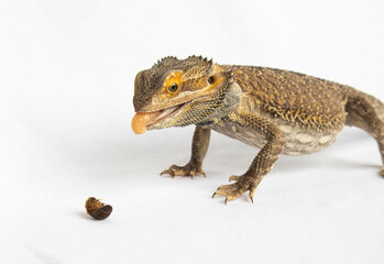 bearded dragon lizard eating dubia roach