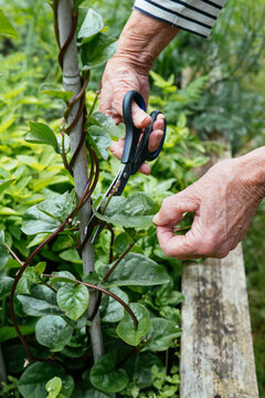 Harvesting malabar spinach