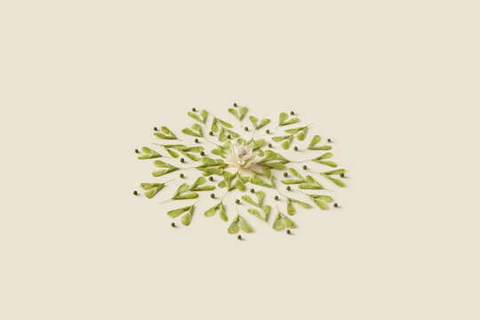 Circle of green maple seeds and white flower in center