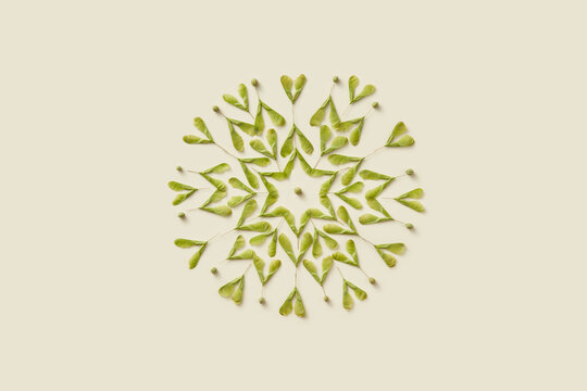 Green maple seeds and small buds neatly arranged into circle