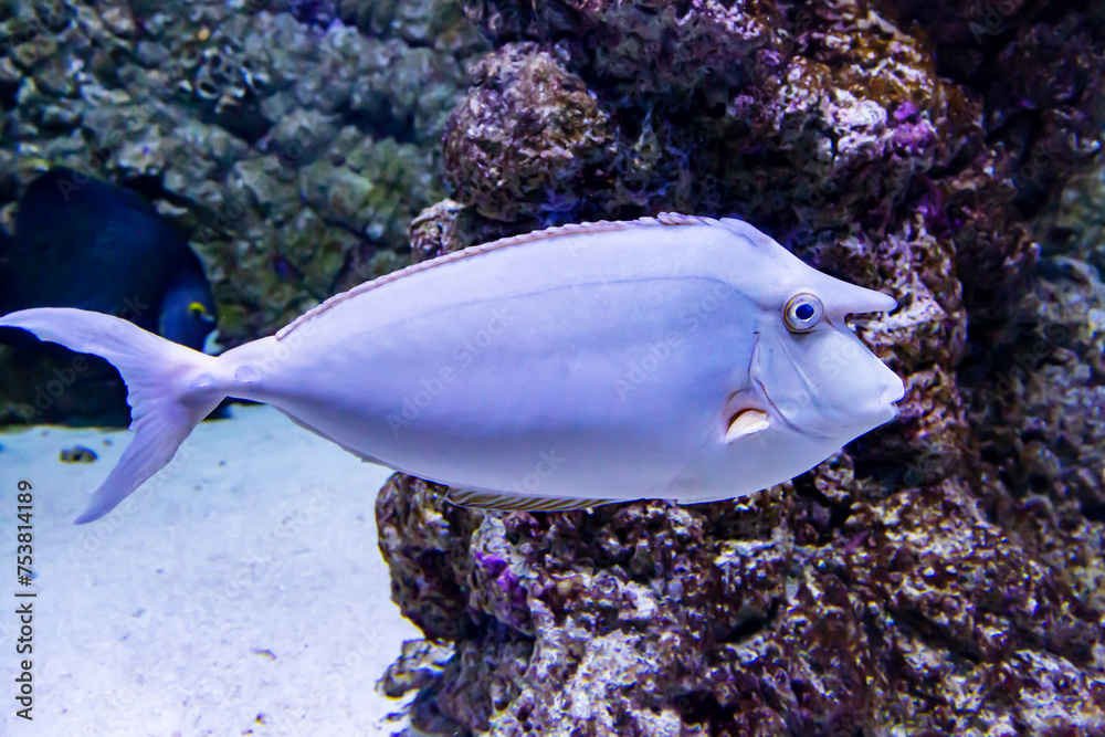 Wall mural the white marguerite unicorn fish (lat. naso annulatus) is white in color with a seal on the head in