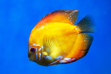 The Discus fish (Latin Symphysodon heckel) is a bright golden color on a dark background of the seabed. Marine life, fish, subtropics.