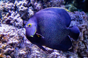 Fototapeta na wymiar The French angelfish (Latin Pomacanthus paru) is blue in color with beautiful transverse stripes in the form of scales on a dark background of the seabed. Marine life, fish, subtropics.