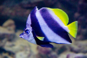 The pennant white butterfly fish (Latin Heniochus acuminatus) with beautiful transverse stripes of blue and white and yellow plumage on a dark background of the seabed. Marine life, fish, subtropics.
