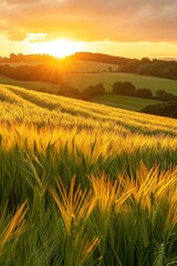 Fototapeta na wymiar Warm Sunset Light Bathing a Ripening Wheat Field