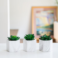 Set of cute succulent plants in marble pots styled in home