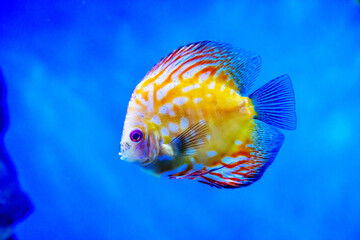 The Discus fish (Latin Symphysodon heckel) is yellow in color with a beautiful pattern of white...