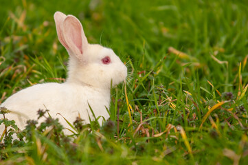 Close-up of a white domestic rabbit.