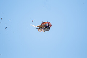 The moment the Common Pheasant bird is shot by the hunter in the sky. (Phasianus colchicus)