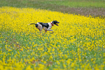 A black-and-white coloured hunting dog runs towards its prey in yellow flowers.