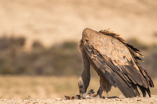 Griffon Vulture Eats A Dead Rabbit In A Desert 