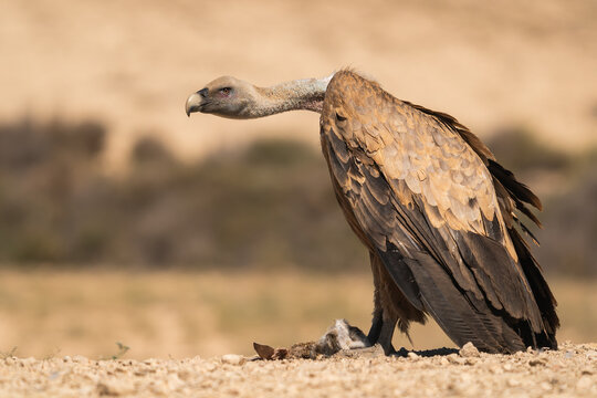Griffon Vulture Preparing To Eat A Dead Rabbit In A Desert  