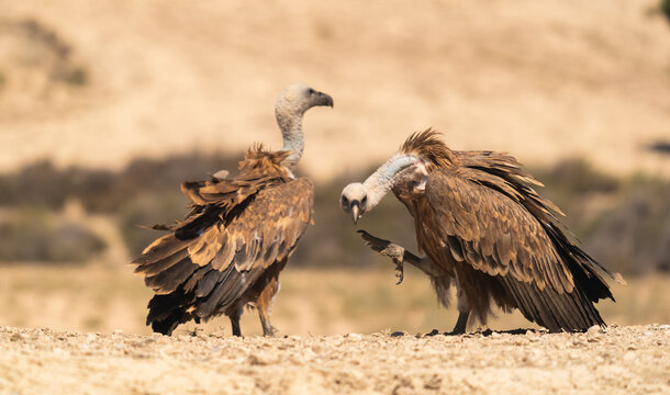 Griffon Vultures In A Desert 