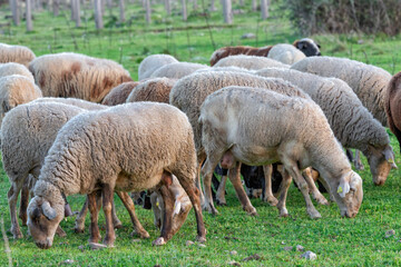 Obraz na płótnie Canvas Flock of sheep grazing in a green meadow.