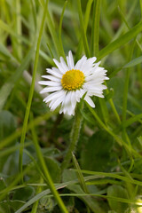Obraz premium Frühling, Blumen, fruchte, erwachen, leben, Natur