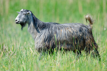 A goat walking on green grass.