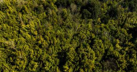 Zenith aerial view of a dense green forest.