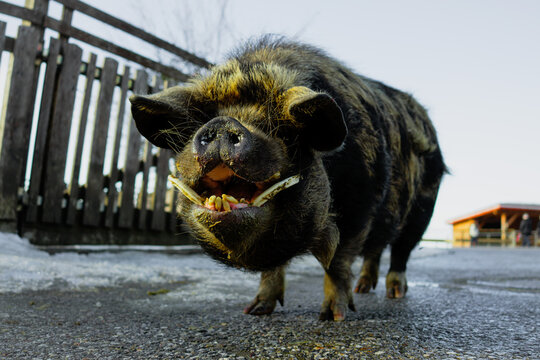 funny pig