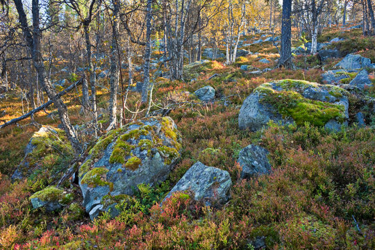 Norwegen, Hedmark, Gutulia Nationalpark, Wald