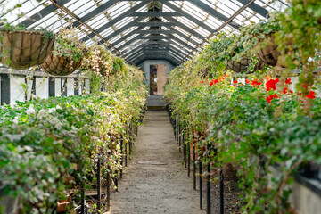 An inviting path runs through a greenhouse, flanked by vibrant hanging baskets and potted plants. Sunlight filters through the glass roof, illuminating the foliage and creating a serene ambiance.