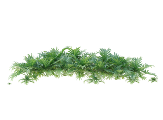 Winterbourn philodendron isolated