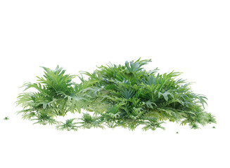 Winterbourn philodendron isolated