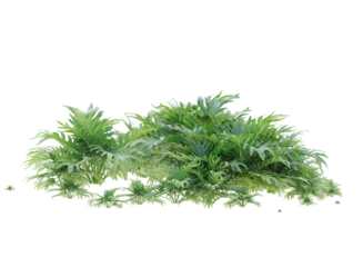 Winterbourn philodendron isolated