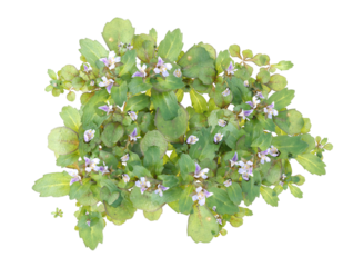 creeping mazus, small plant isolated