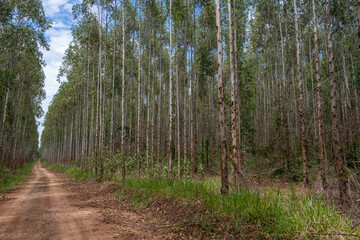 eucalyptus plantation seen from below