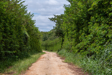 Fototapeta na wymiar dirt road surrounded by tall vegetation, known as hedges