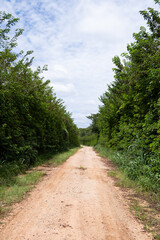 Fototapeta na wymiar dirt road surrounded by tall vegetation, known as hedges