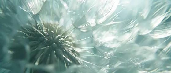  Serene Screen Bloom: Wavy dandelion petals create a calming screensaver experience. © BGSTUDIOX