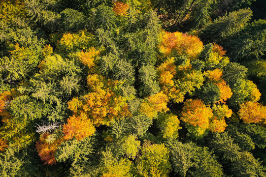 Drone photo of coniferous forest in late autumn on mountain landscape
