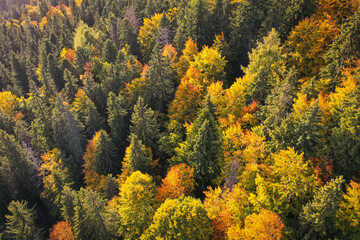 Drone photo of coniferous forest in late autumn on mountain landscape - 753820576