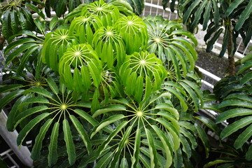 The genus Schefflera, family Araliaceae, includes more than 600 species of trees, shrubs, and...