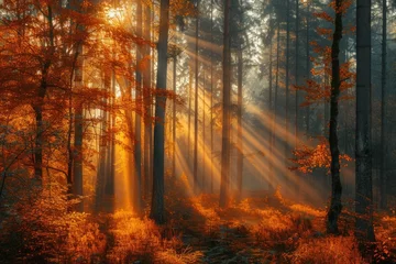 Poster Sunrise in Forest with Radiant Sunbeams and Autumn Colors © Landscape Planet