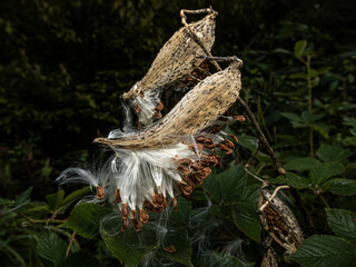 milkweed seeds