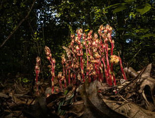 pinesap flowers in the forest