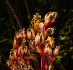Pinesap flower