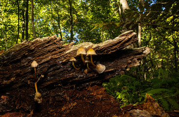 mushrooms growing on a dead tree