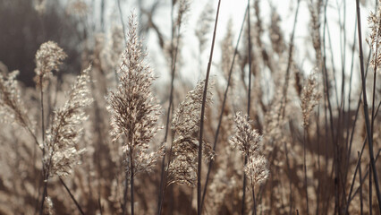Fototapeta premium reeds at sunset