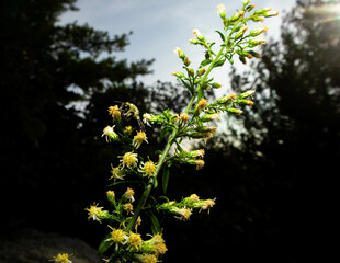 bumble bee on a flower