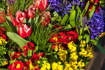 Bunte Frühlingsblumen