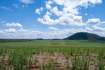 sugarcane plantation and eucalyptus plantation in the background