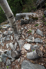 Base of a tree growing in the rocks - Revelstoke mount - British Columbia - Canada